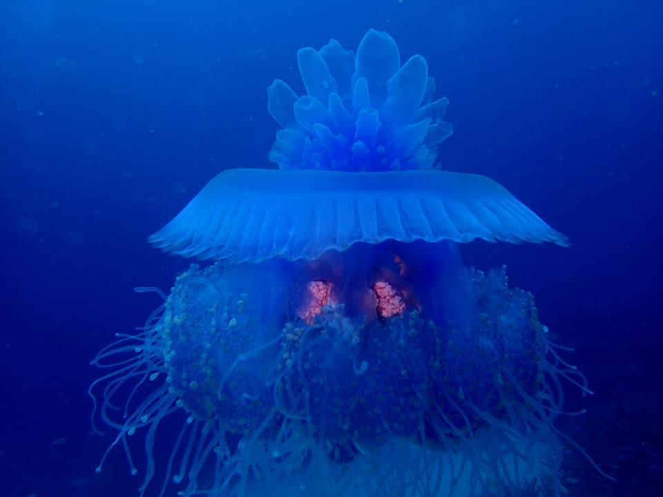 Dolphin Bay Divers Retreat Hotel Vatolotolo Exterior foto